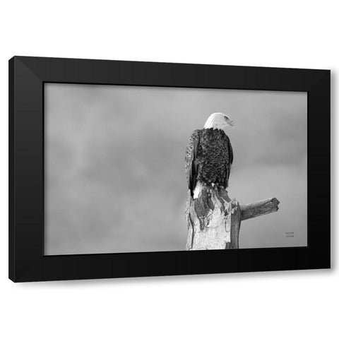 Eagle Perch BW Black Modern Wood Framed Art Print by Larson, Nathan
