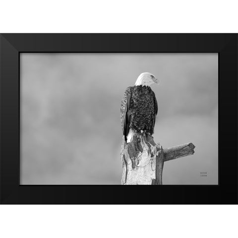 Eagle Perch BW Black Modern Wood Framed Art Print by Larson, Nathan