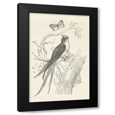 French Bird Etching Black Modern Wood Framed Art Print by Wild Apple Portfolio