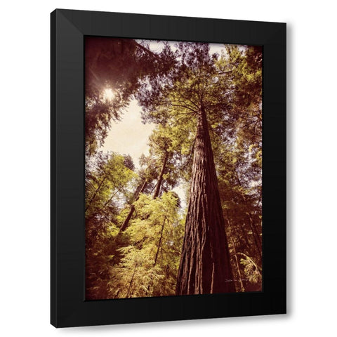 Redwoods 1 Black Modern Wood Framed Art Print with Double Matting by Van Swearingen, Debra