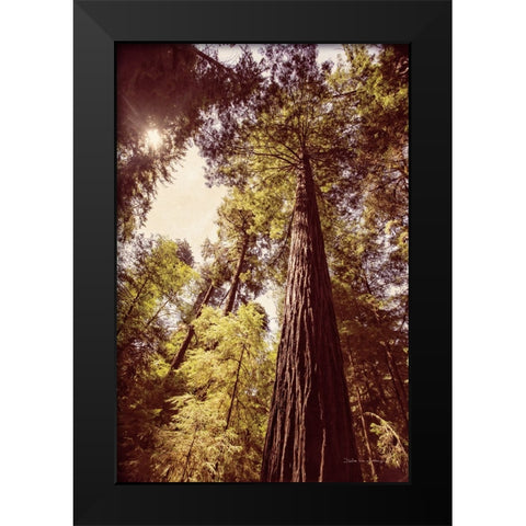 Redwoods 1 Black Modern Wood Framed Art Print by Van Swearingen, Debra