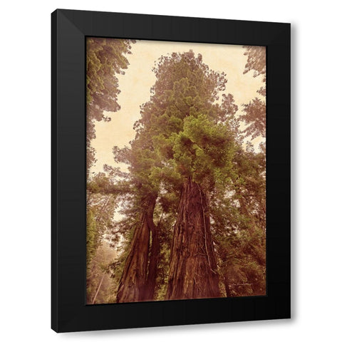 Redwoods II Black Modern Wood Framed Art Print by Van Swearingen, Debra