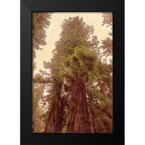 Redwoods II Black Modern Wood Framed Art Print by Van Swearingen, Debra