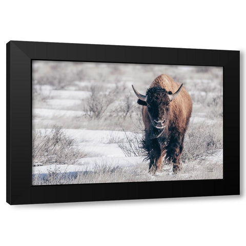 Bison Beauty Black Modern Wood Framed Art Print with Double Matting by Larson, Nathan