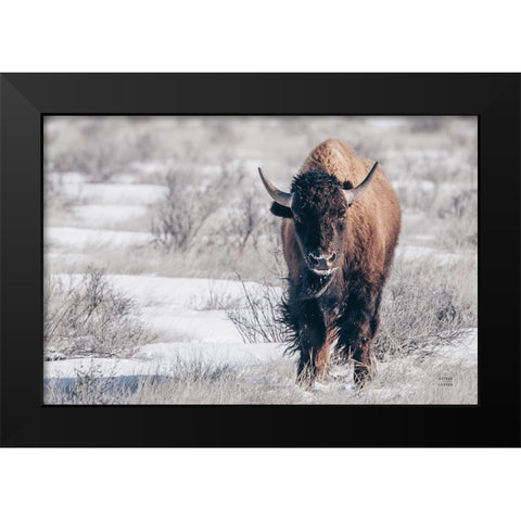 Bison Beauty Black Modern Wood Framed Art Print by Larson, Nathan