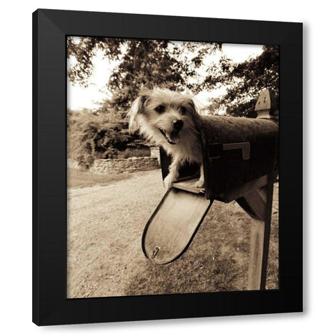 You ve got mail Black Modern Wood Framed Art Print with Double Matting by Dratfield, Jim