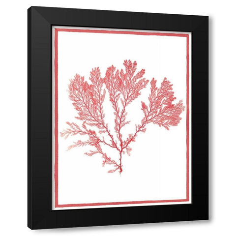 Sea Things I Black Modern Wood Framed Art Print by Chilton, Sarah E