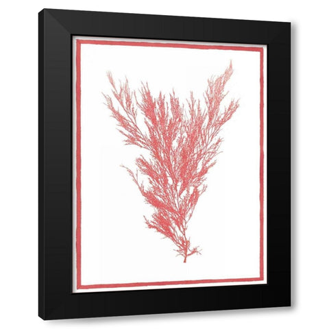 Sea Things II Black Modern Wood Framed Art Print with Double Matting by Chilton, Sarah E