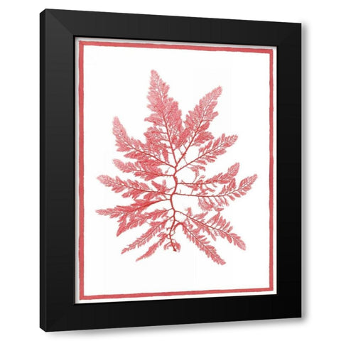 Sea Things III Black Modern Wood Framed Art Print with Double Matting by Chilton, Sarah E