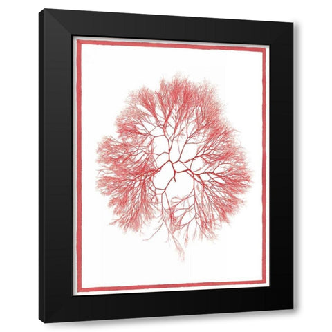 Sea Things IV Black Modern Wood Framed Art Print by Chilton, Sarah E