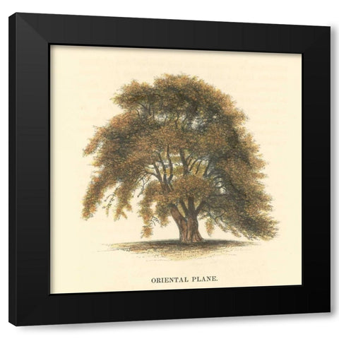 Oriental Plane Black Modern Wood Framed Art Print with Double Matting by Williams, Samuel