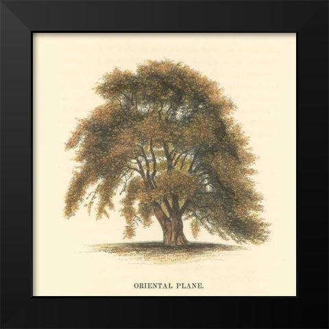 Oriental Plane Black Modern Wood Framed Art Print by Williams, Samuel