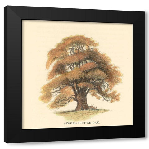 Sessile-Fruited Oak Black Modern Wood Framed Art Print with Double Matting by Williams, Samuel