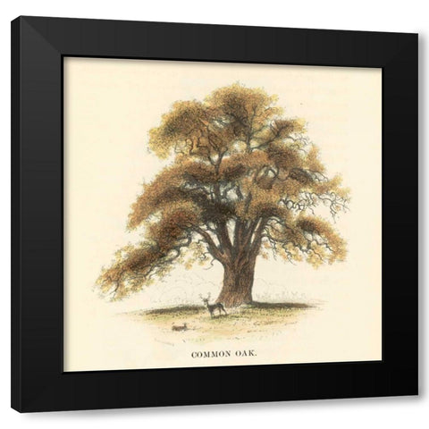 Common Oak Black Modern Wood Framed Art Print with Double Matting by Williams, Samuel