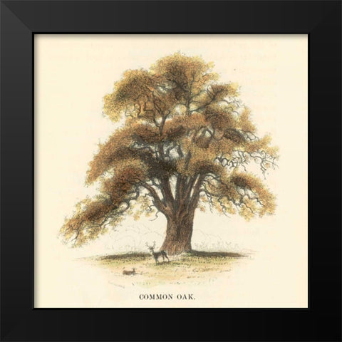 Common Oak Black Modern Wood Framed Art Print by Williams, Samuel