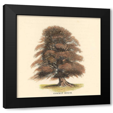 Common Beech Black Modern Wood Framed Art Print by Williams, Samuel