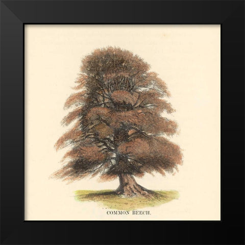 Common Beech Black Modern Wood Framed Art Print by Williams, Samuel