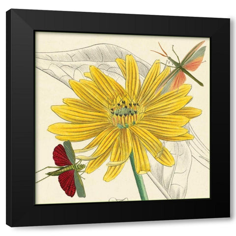 Indian Cup Black Modern Wood Framed Art Print with Double Matting by van Houtte, Louis