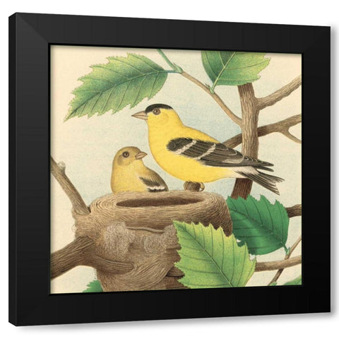Goldfinch and Warbler A Black Modern Wood Framed Art Print by Gould, John