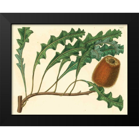 Palmetto I Black Modern Wood Framed Art Print by Alexander, Zachary