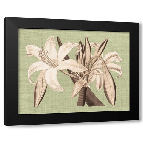 Regence Lily IV Black Modern Wood Framed Art Print with Double Matting by Chilton, Sarah E