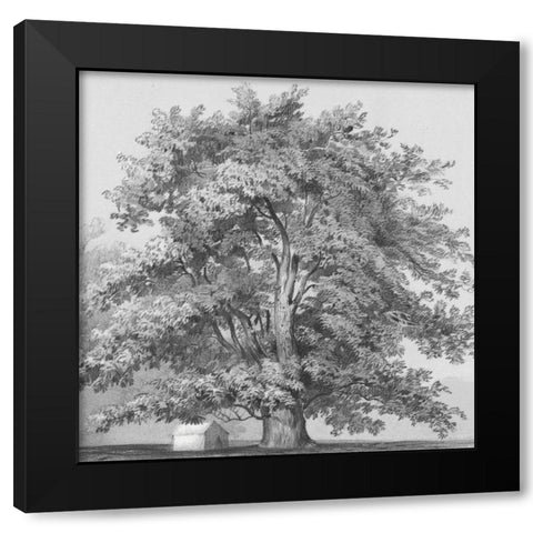 Silver Majesty II Black Modern Wood Framed Art Print by Williams, Samuel
