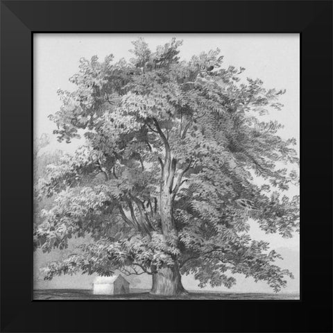 Silver Majesty II Black Modern Wood Framed Art Print by Williams, Samuel