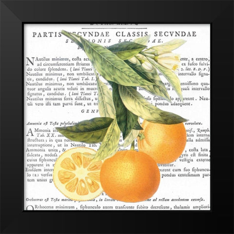 Citrus Edition II Black Modern Wood Framed Art Print by Bannister, Cory