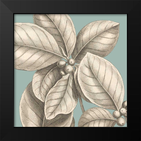 Tropical Varieties II Black Modern Wood Framed Art Print by Lawrence, David