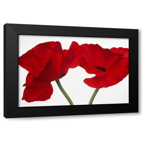 Poppy red Black Modern Wood Framed Art Print by Poelstra-Holzhaus, Yvonne