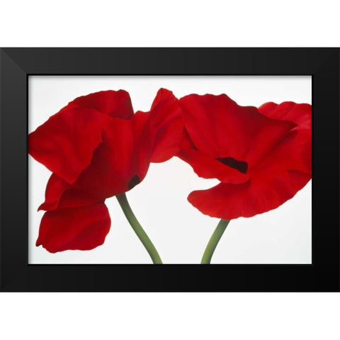 Poppy red Black Modern Wood Framed Art Print by Poelstra-Holzhaus, Yvonne