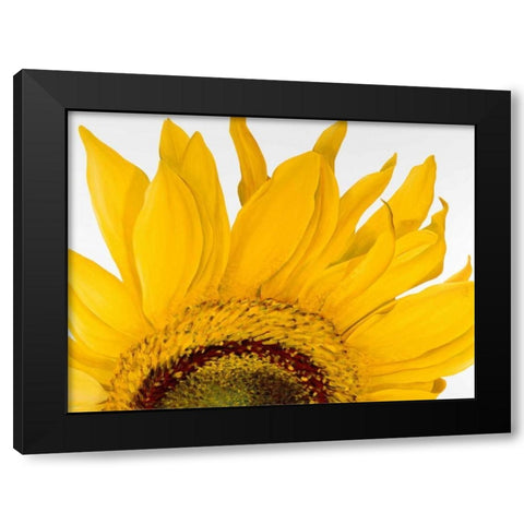 Sunflower I Black Modern Wood Framed Art Print by Poelstra-Holzhaus, Yvonne