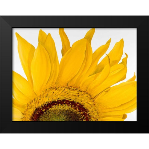 Sunflower I Black Modern Wood Framed Art Print by Poelstra-Holzhaus, Yvonne