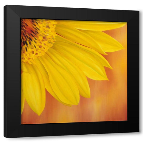 Sunflower II Black Modern Wood Framed Art Print with Double Matting by Poelstra-Holzhaus, Yvonne