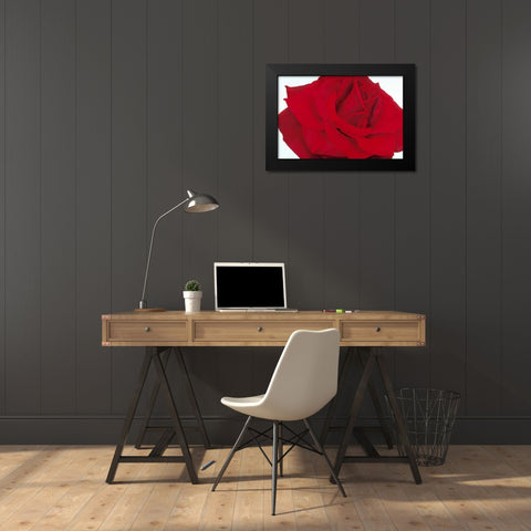 Red Rose Black Modern Wood Framed Art Print by Poelstra-Holzhaus, Yvonne