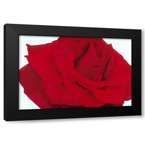 Red Rose Black Modern Wood Framed Art Print by Poelstra-Holzhaus, Yvonne