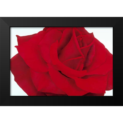 Red Rose Black Modern Wood Framed Art Print by Poelstra-Holzhaus, Yvonne