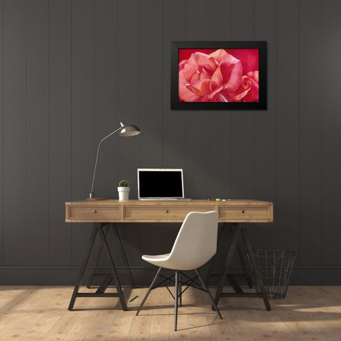 Pink Rose I Black Modern Wood Framed Art Print by Poelstra-Holzhaus, Yvonne