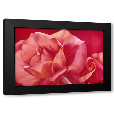 Pink Rose I Black Modern Wood Framed Art Print by Poelstra-Holzhaus, Yvonne