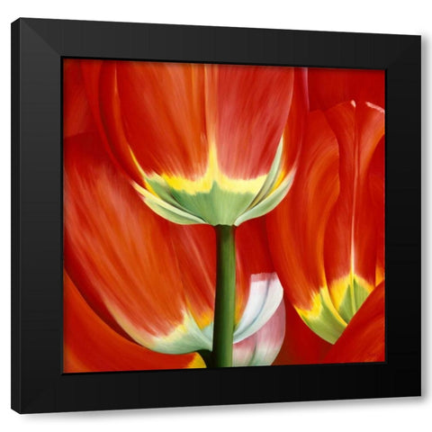 Most Beautiful Tulip I Black Modern Wood Framed Art Print with Double Matting by Poelstra-Holzhaus, Yvonne