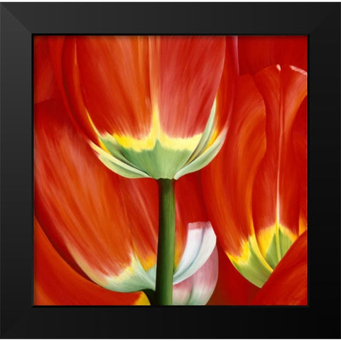 Most Beautiful Tulip I Black Modern Wood Framed Art Print by Poelstra-Holzhaus, Yvonne