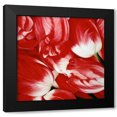 Most Beautiful Tulip III Black Modern Wood Framed Art Print with Double Matting by Poelstra-Holzhaus, Yvonne