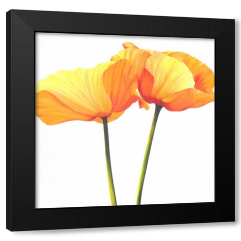 Yellow Poppy Black Modern Wood Framed Art Print with Double Matting by Poelstra-Holzhaus, Yvonne