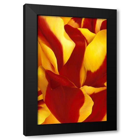 Magnificant Flower II Black Modern Wood Framed Art Print by Poelstra-Holzhaus, Yvonne