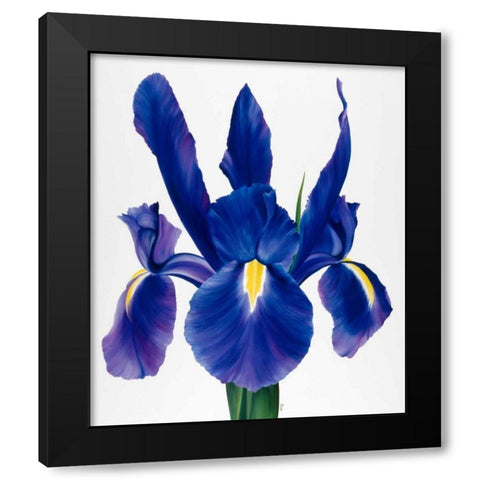 Purple floral I Black Modern Wood Framed Art Print by Poelstra-Holzhaus, Yvonne