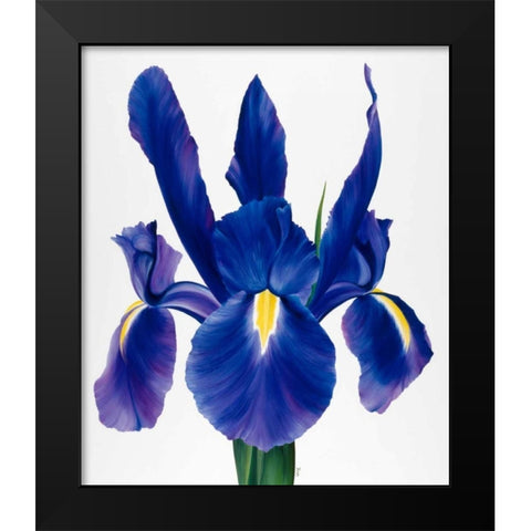 Purple floral I Black Modern Wood Framed Art Print by Poelstra-Holzhaus, Yvonne