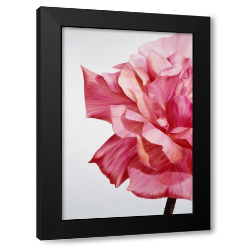 Pink Twin I Black Modern Wood Framed Art Print by Poelstra-Holzhaus, Yvonne