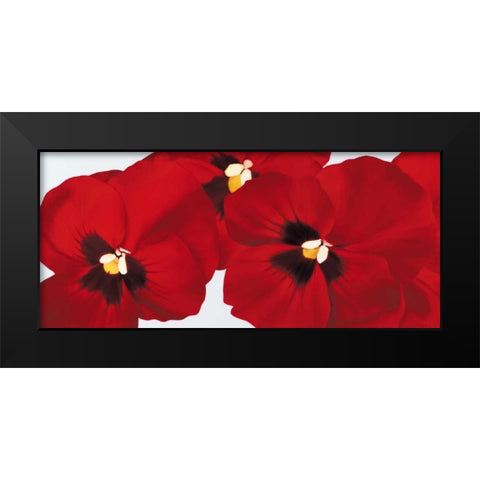 Red I - pansies Black Modern Wood Framed Art Print by Poelstra-Holzhaus, Yvonne