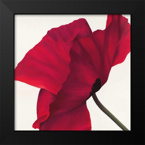 Papaver II Black Modern Wood Framed Art Print by Poelstra-Holzhaus, Yvonne