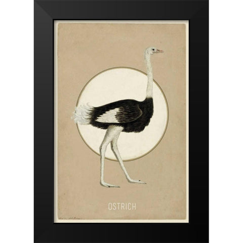 Ostrich Black Modern Wood Framed Art Print by Waltz, Anne